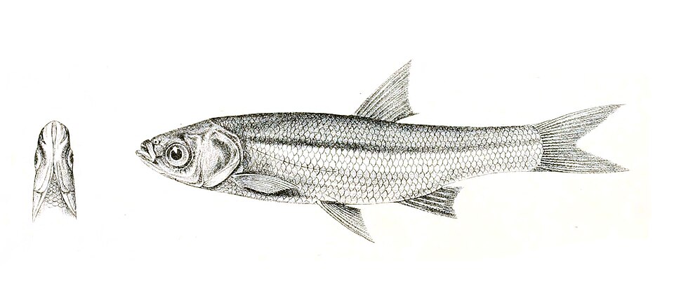 Amblypharyngodon melettinus