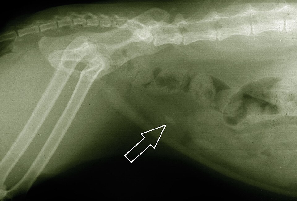 feline lower urinary tract disease