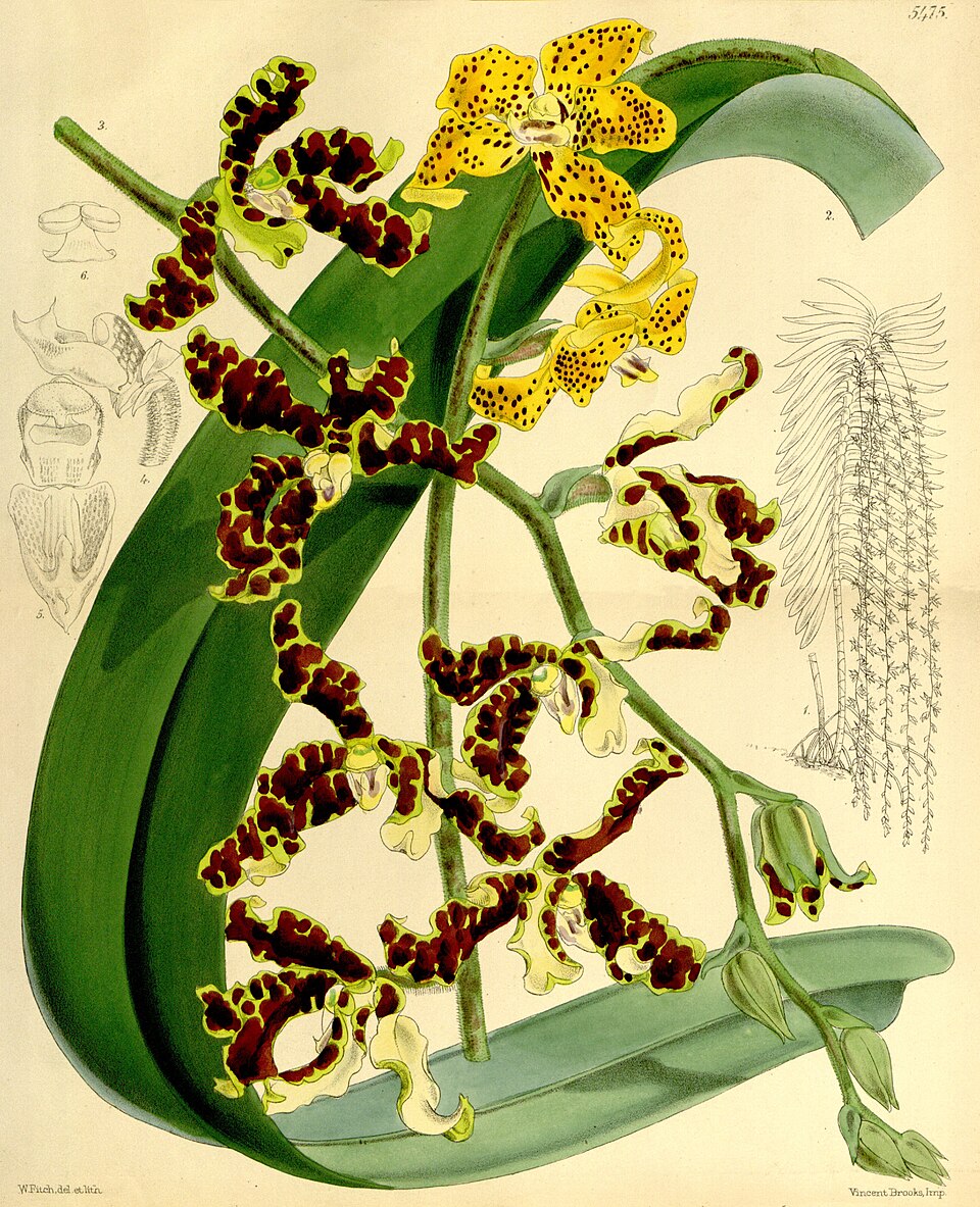Dimorphorchis