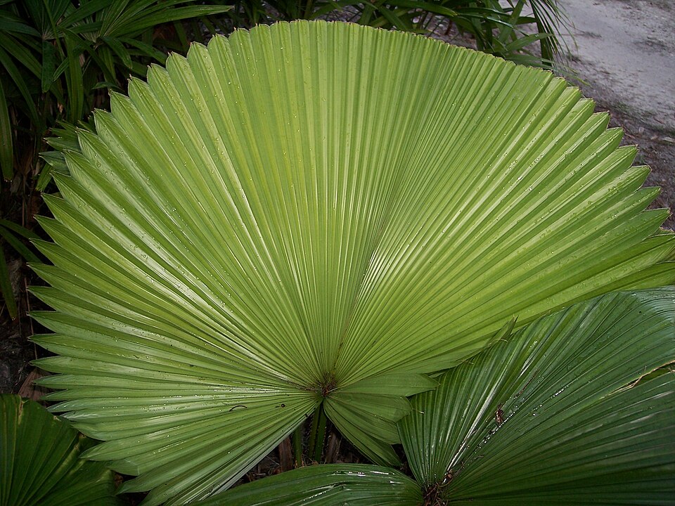 Licuala peltata