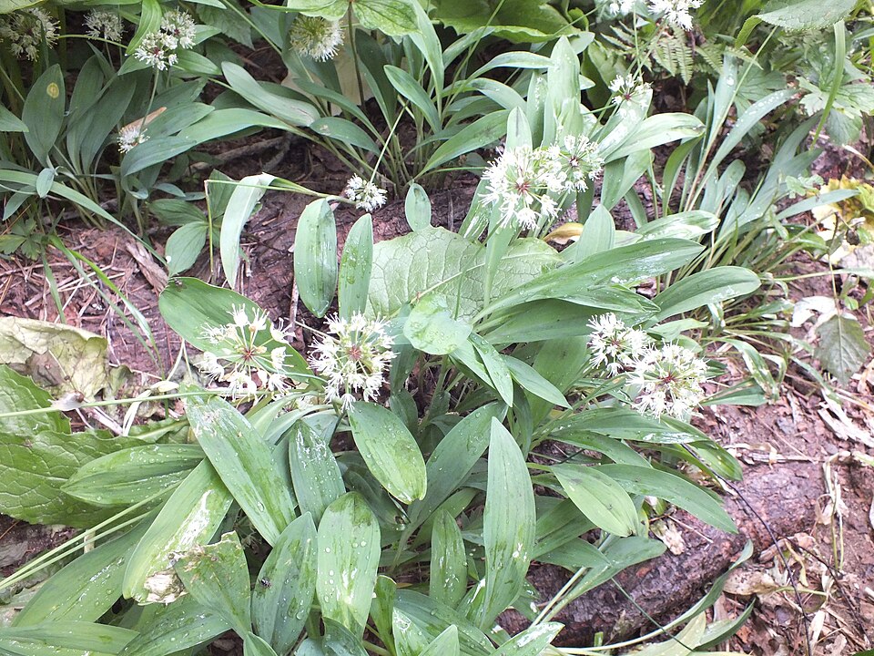 Allium microdictyon
