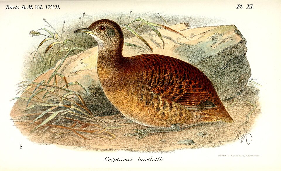 Bartlett's Tinamou