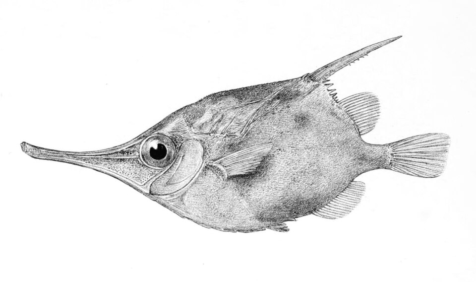 Crested bellowfish