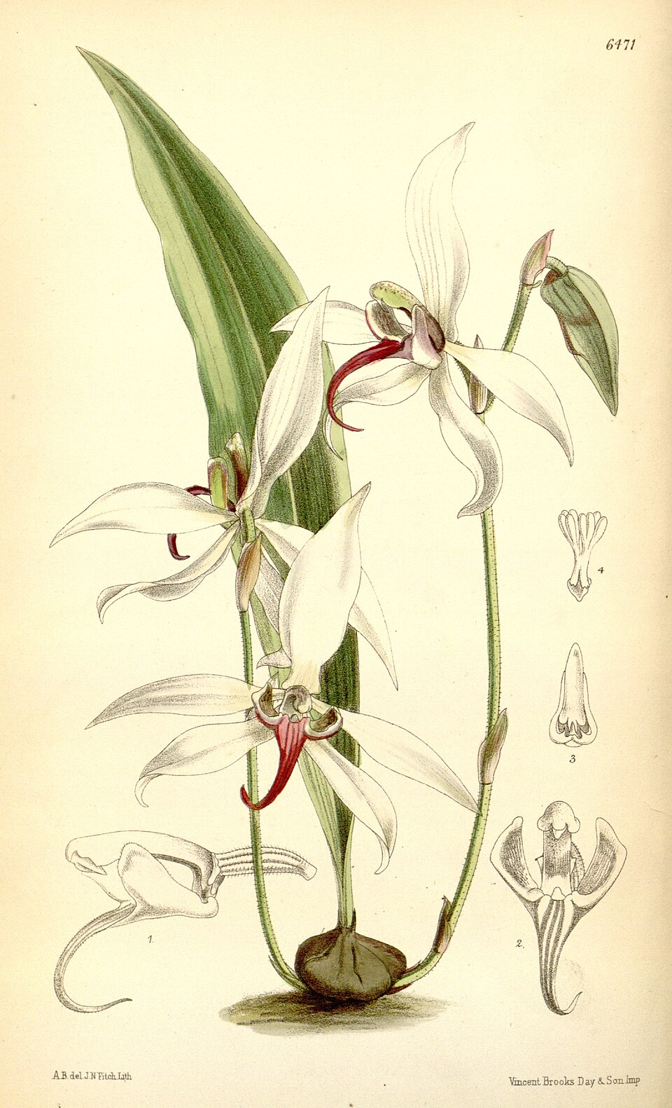 Collabieae
