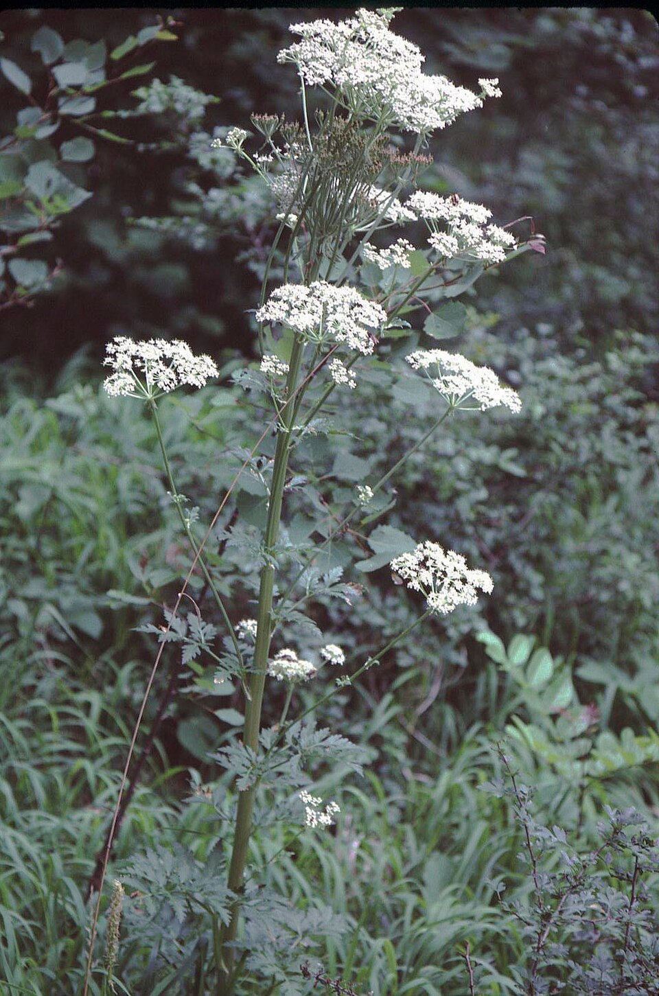 Pleurospermum