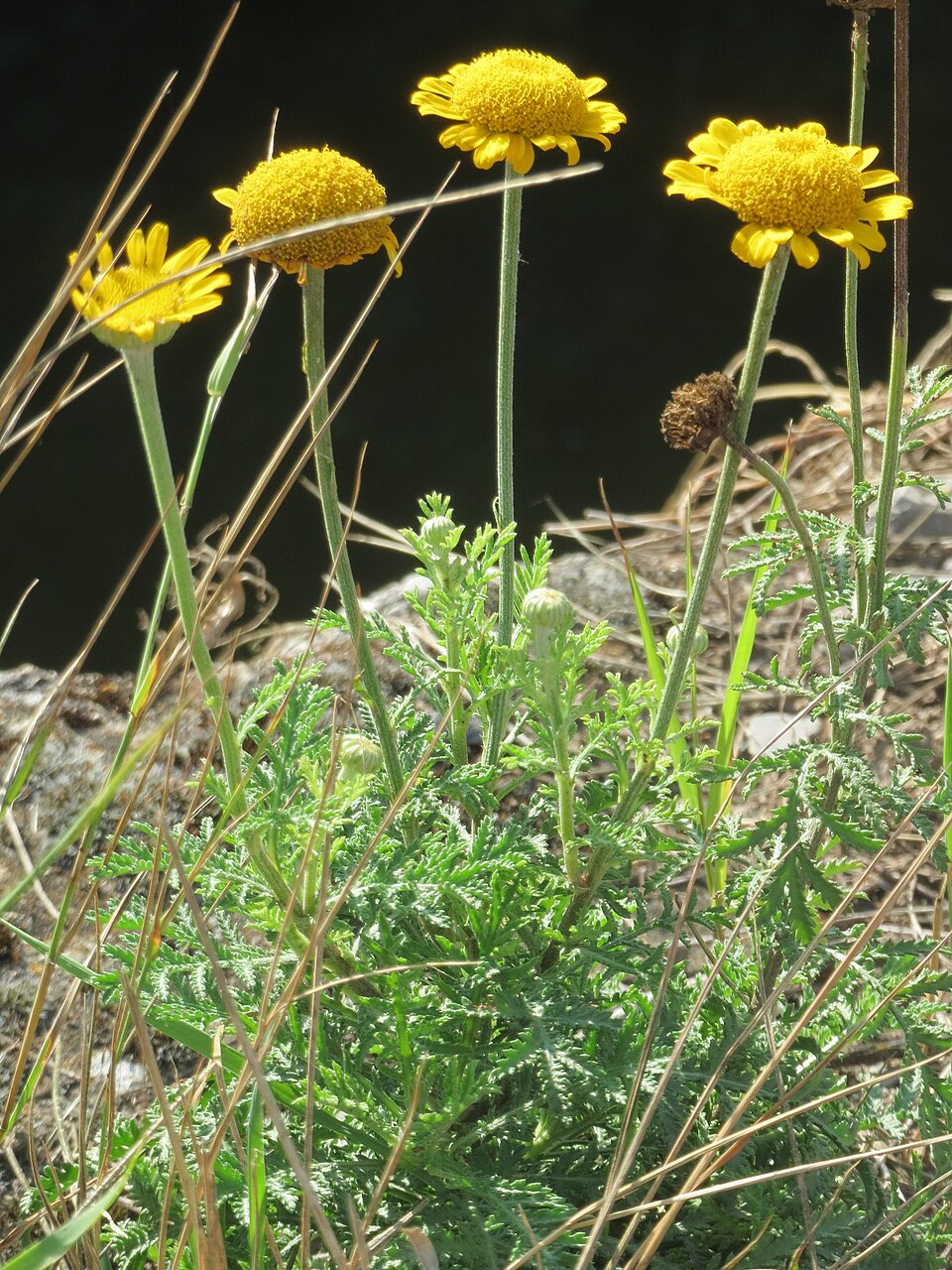 Cota tinctoria