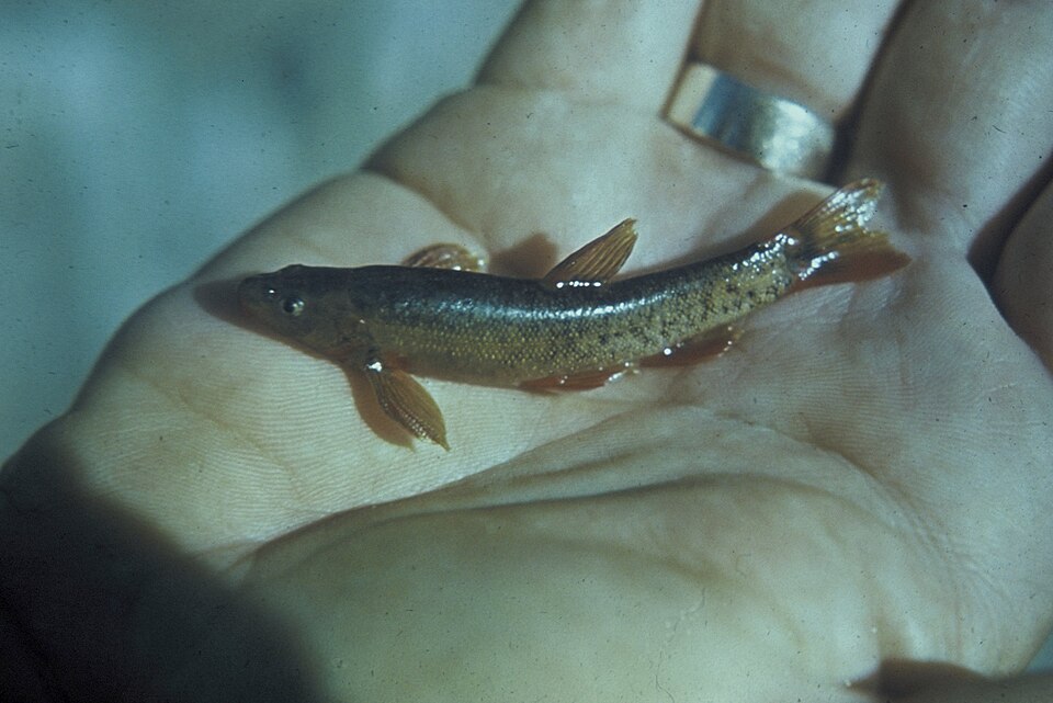 Rhinichthys