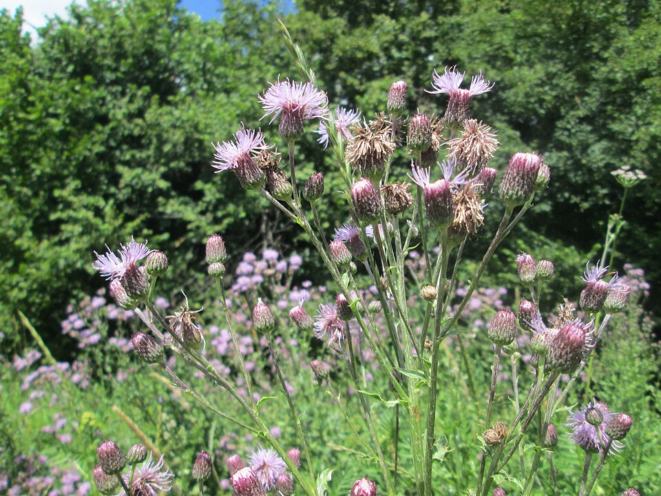 Cirsium arvense