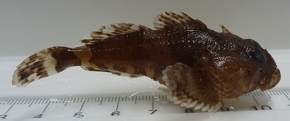 Myoxocephalus scorpioides