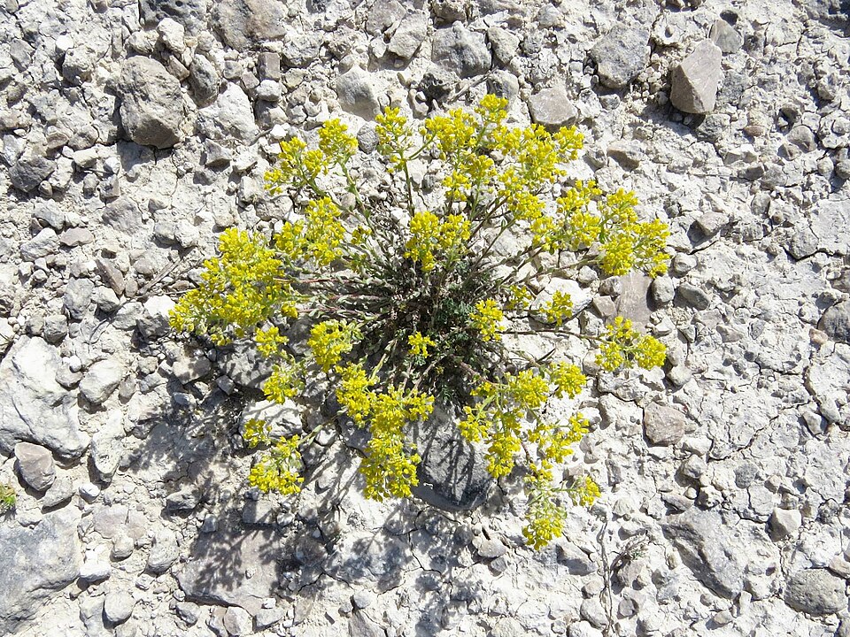 Alyssum serpyllifolium