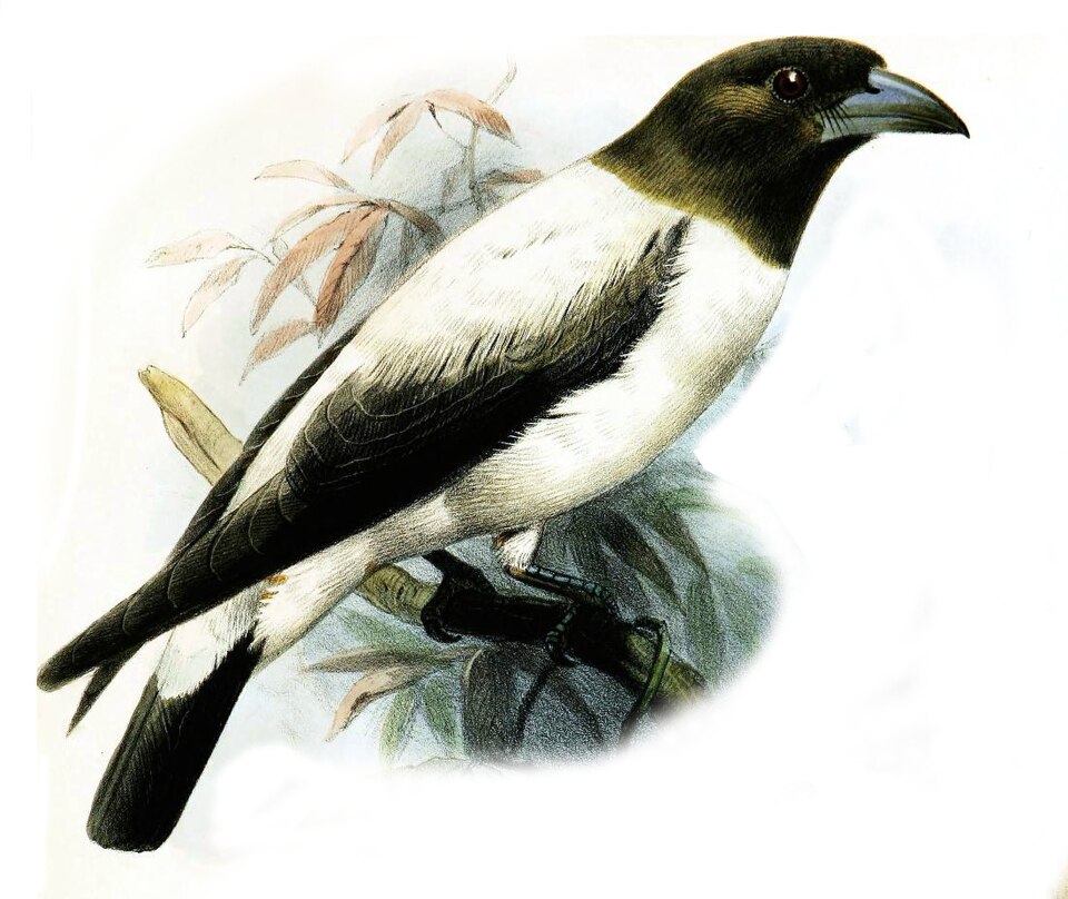 Ivory-backed Woodswallow
