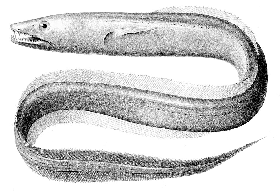 Bathyuroconger vicinus