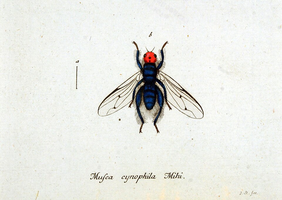 Thyreophora cynophila