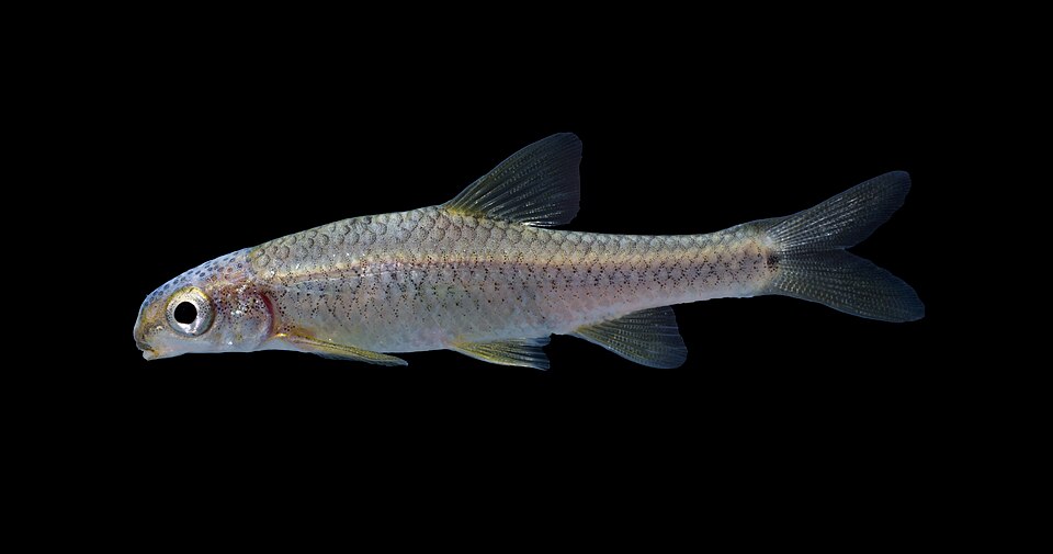 Devil's River minnow