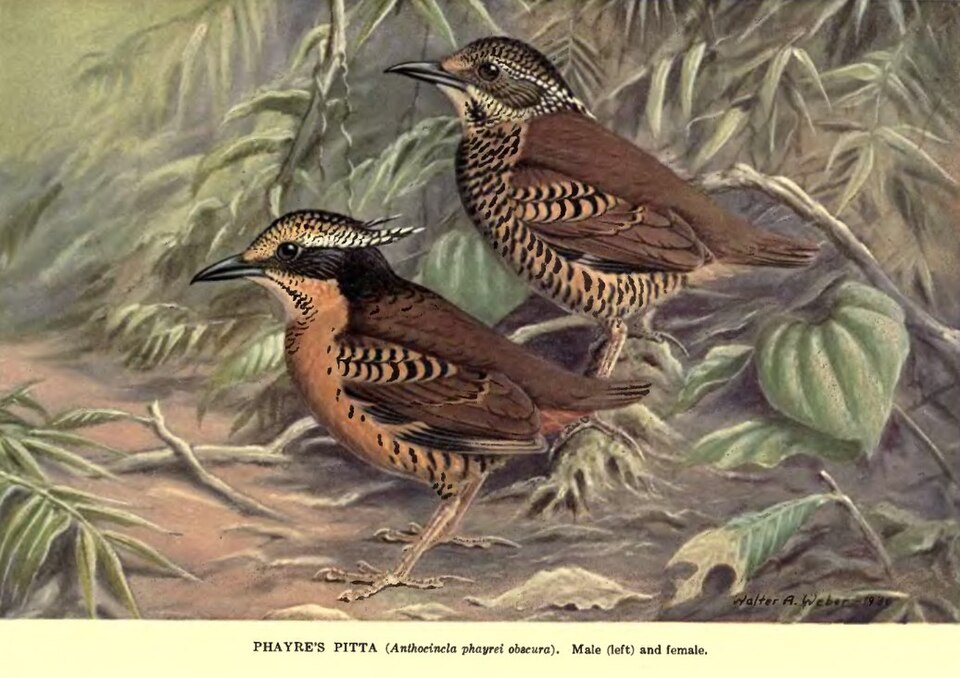 Eared Pitta