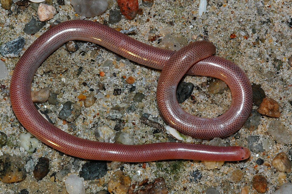 Delalandes Beaked Blind Snake