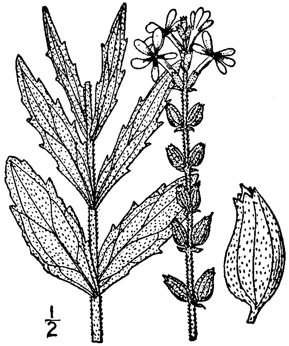 Buchnera