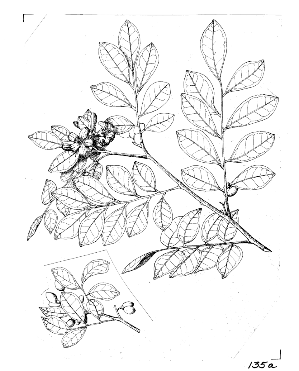 Murraya paniculata