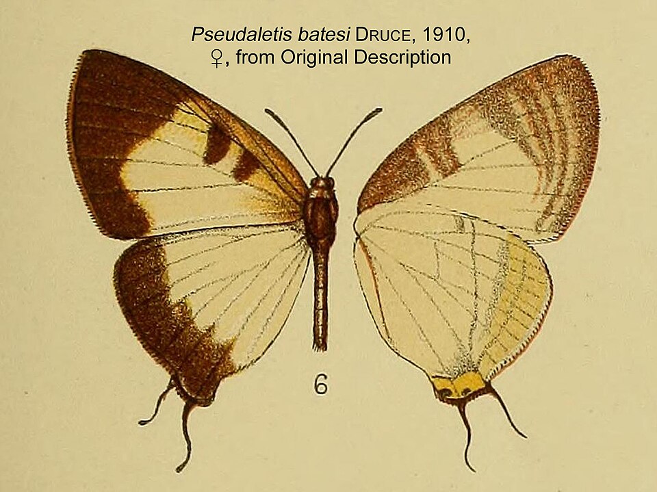 Pseudaletis