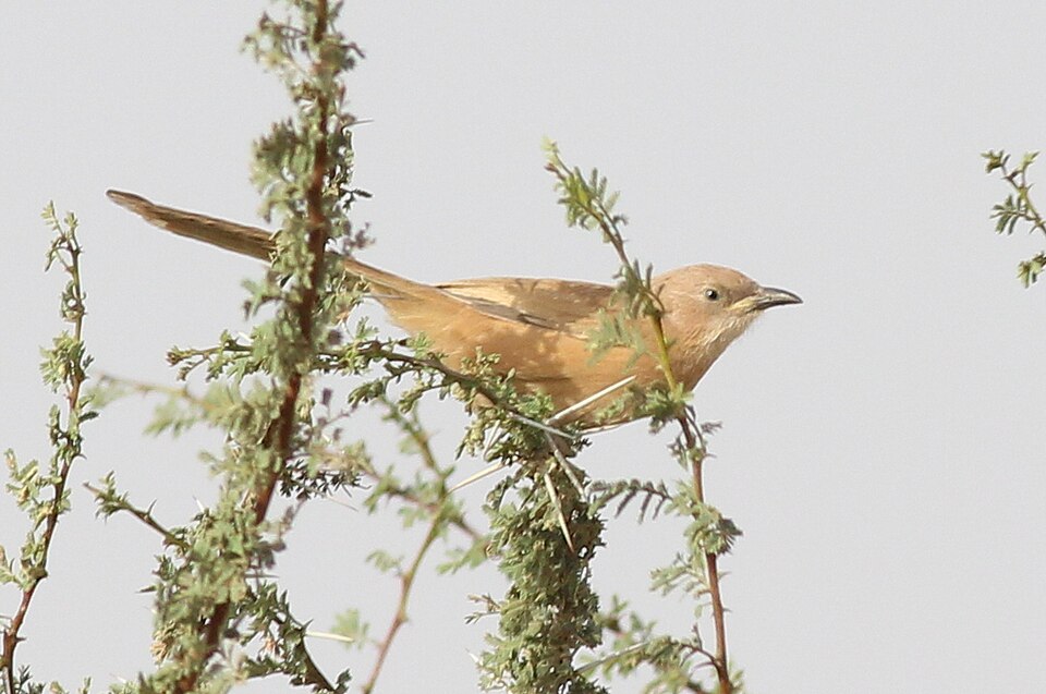 Fulvous Babbler