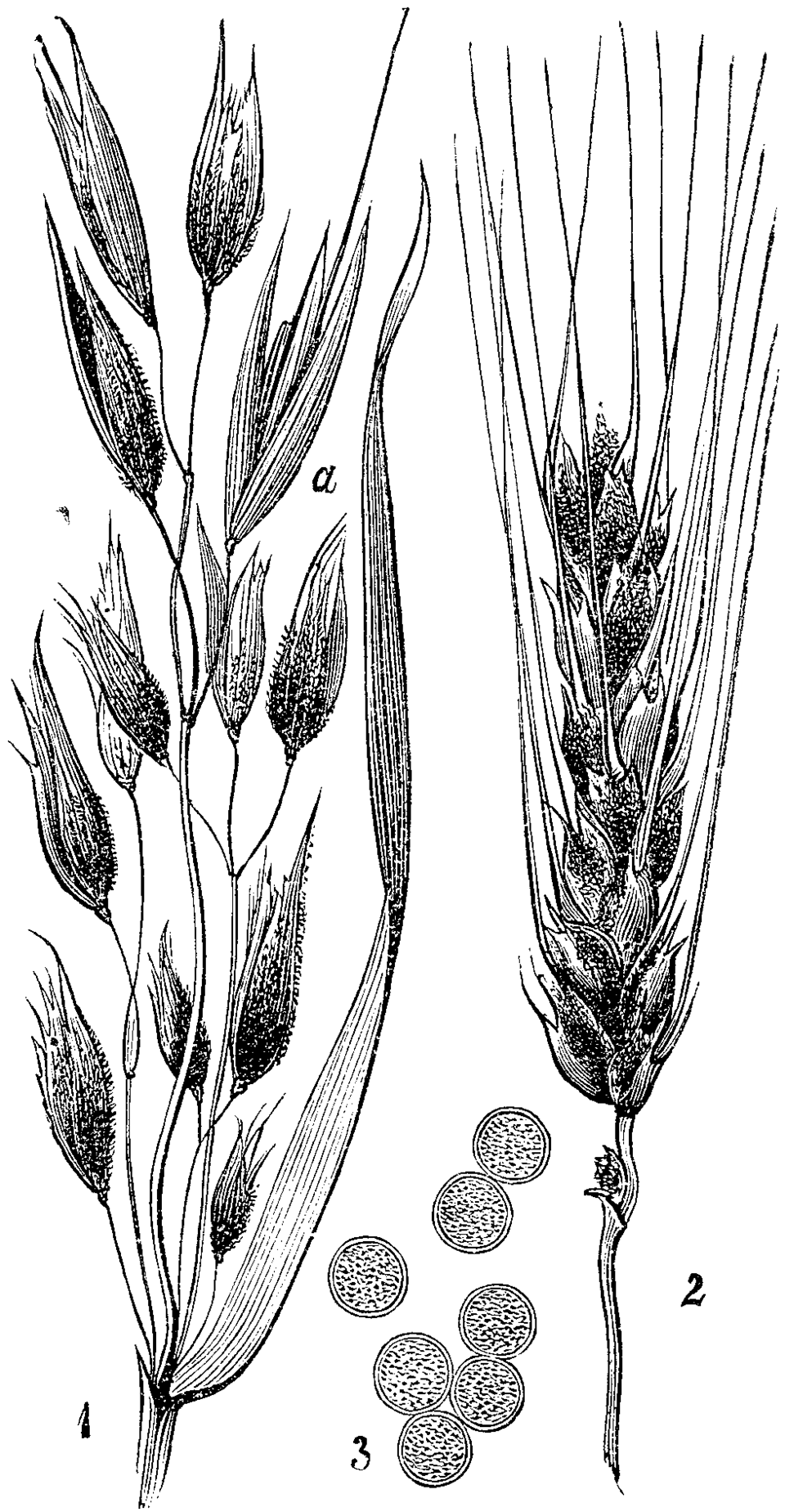 Ustilago hordei