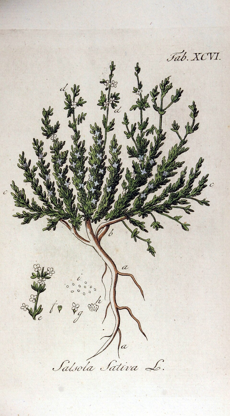 Halogeton