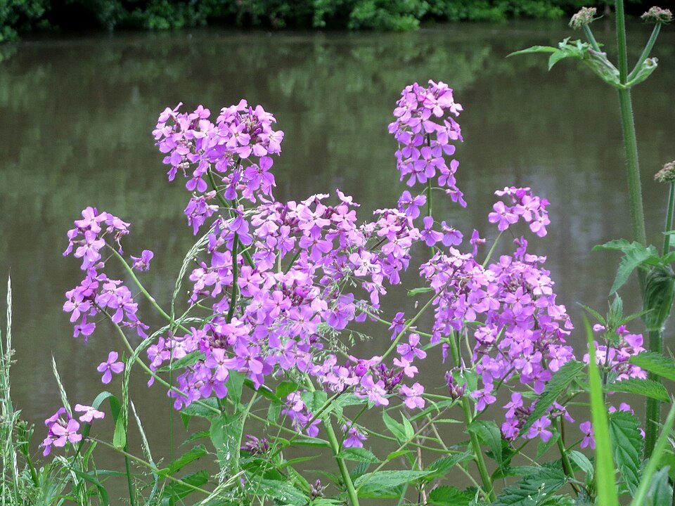 Hesperis matronalis