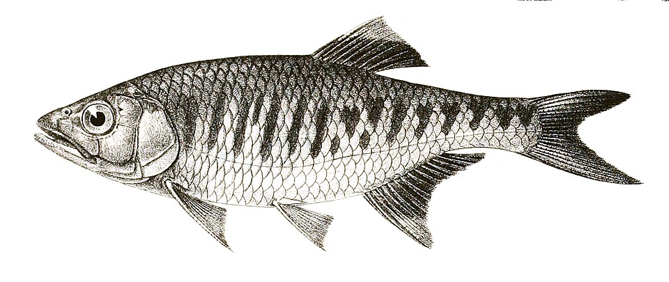 Barilius gatensis