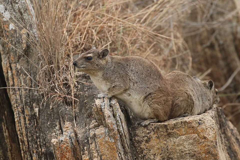 Yellow-spotted rock hyrax