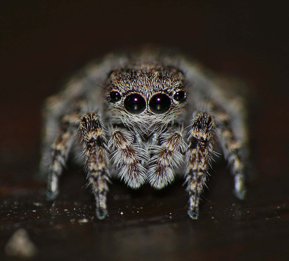 Langelurillus