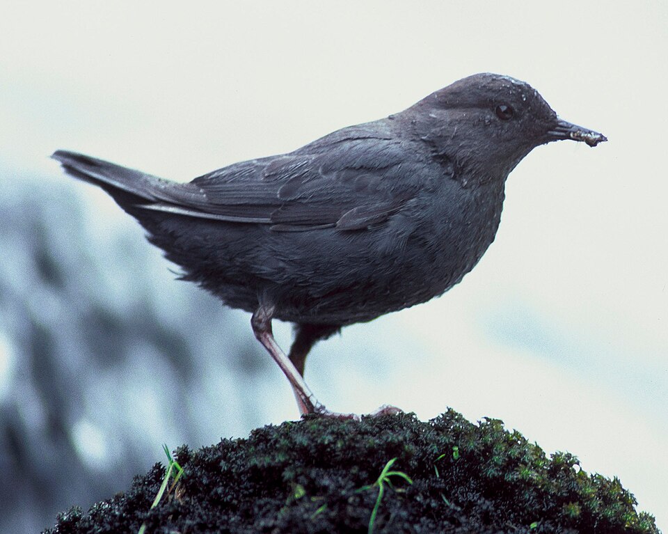 Cinclidae