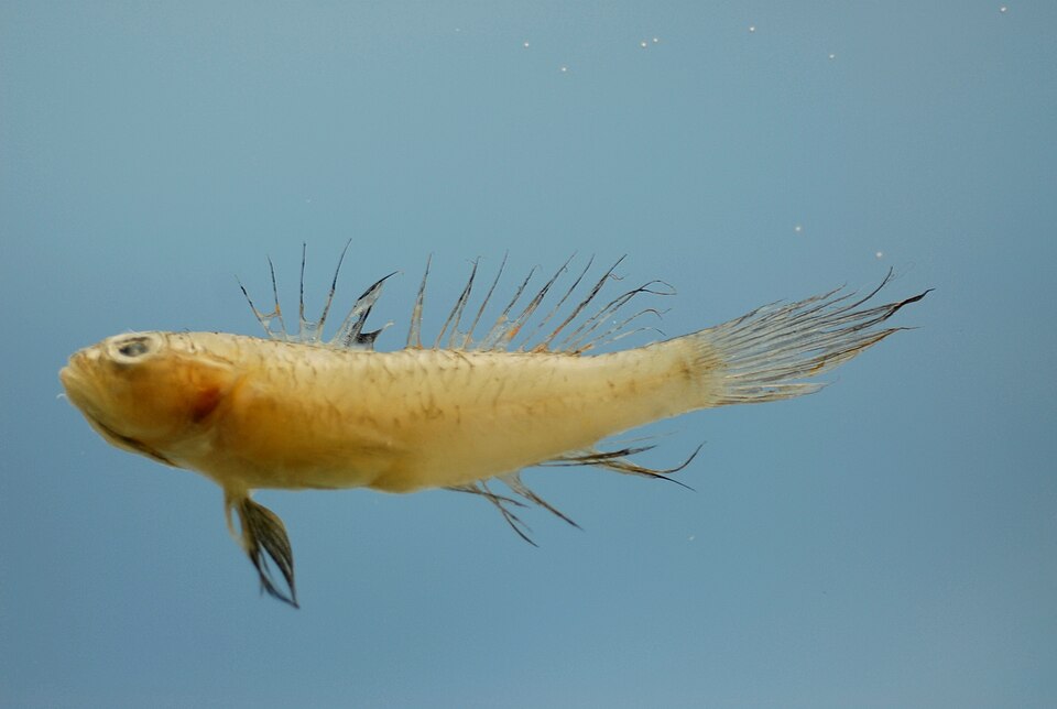Bollmannia