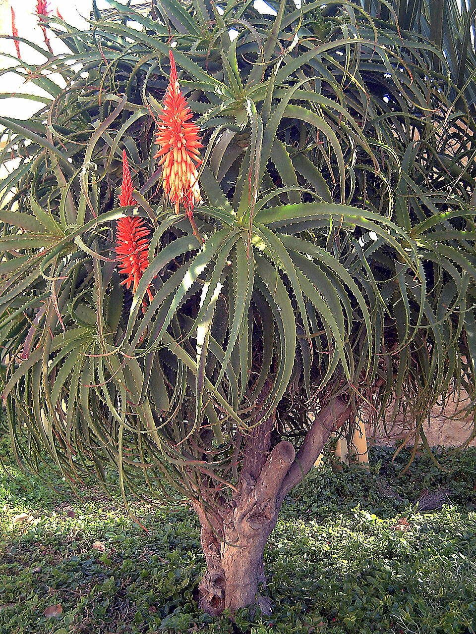 Aloe kedongensis