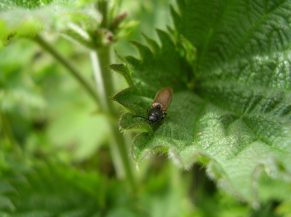 Athous haemorrhoidalis