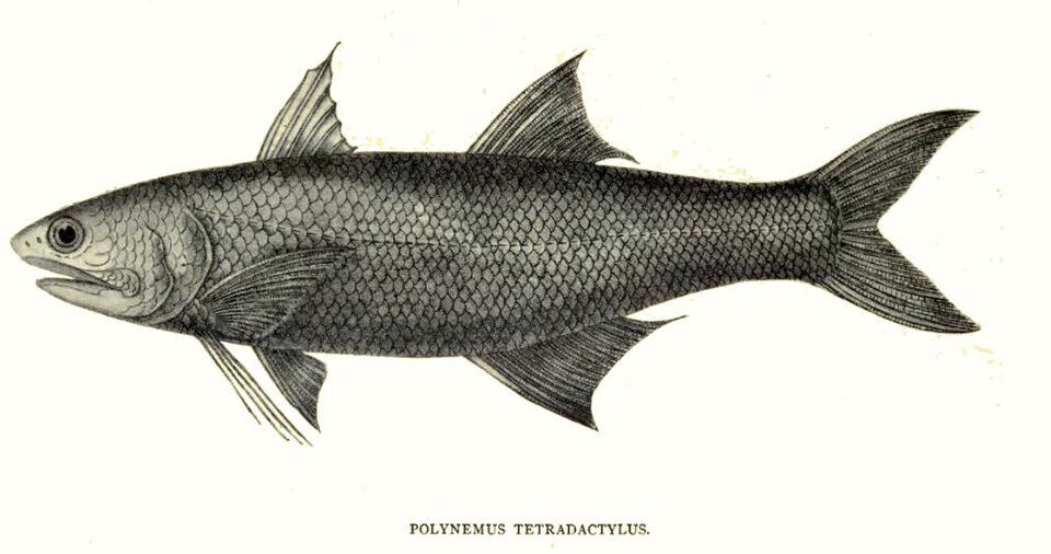 Eleutheronema