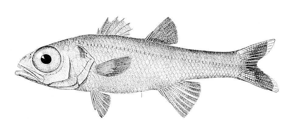 Epigonidae