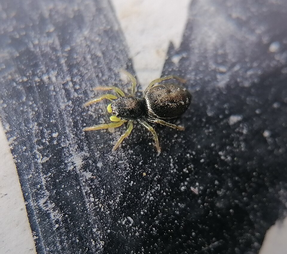 Heliophanus dubius