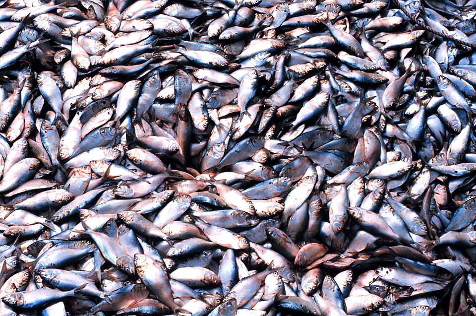 overfishing