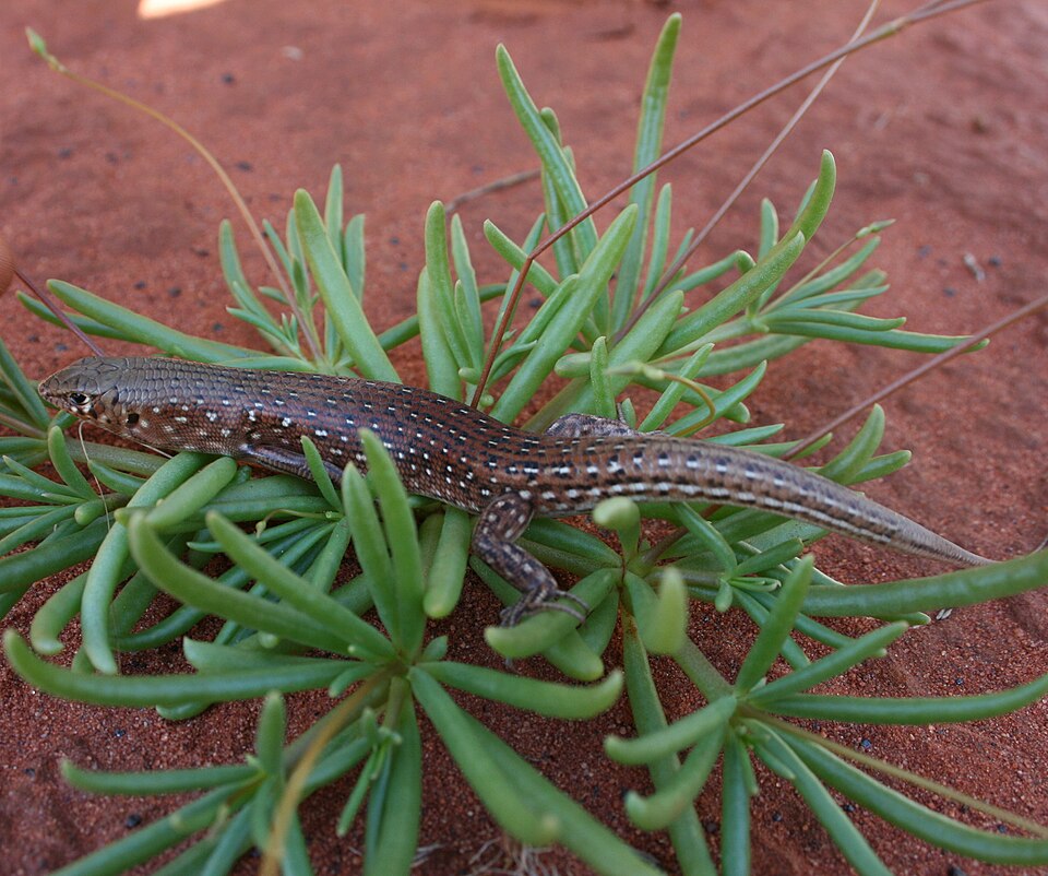 Ctenotus pantherinus
