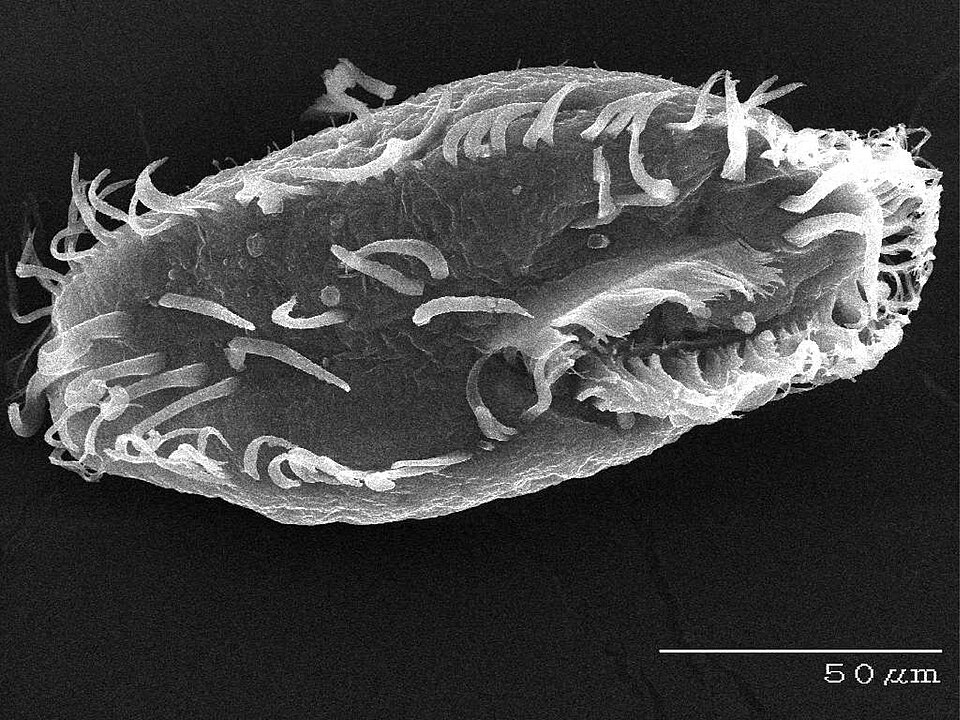 Intramacronucleata
