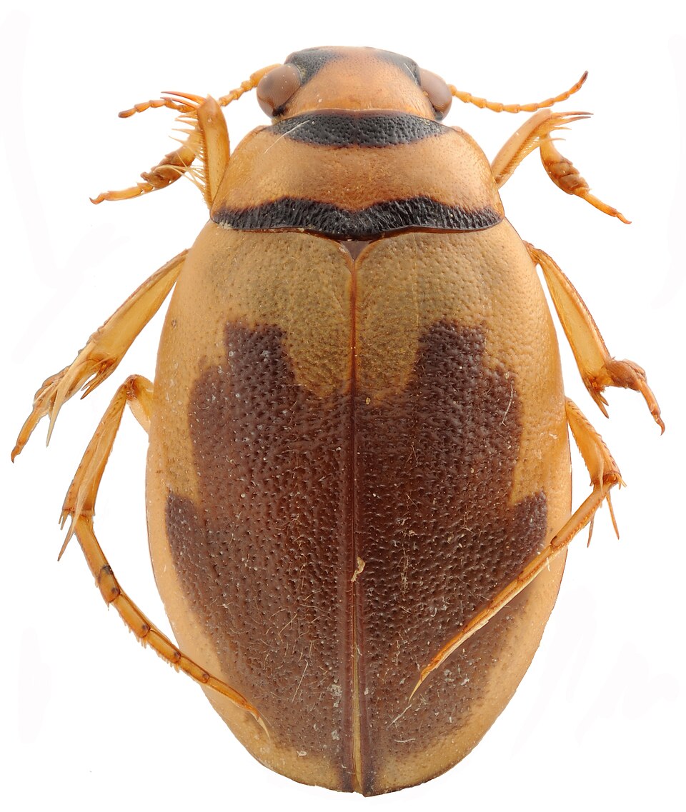 Hygrobiidae