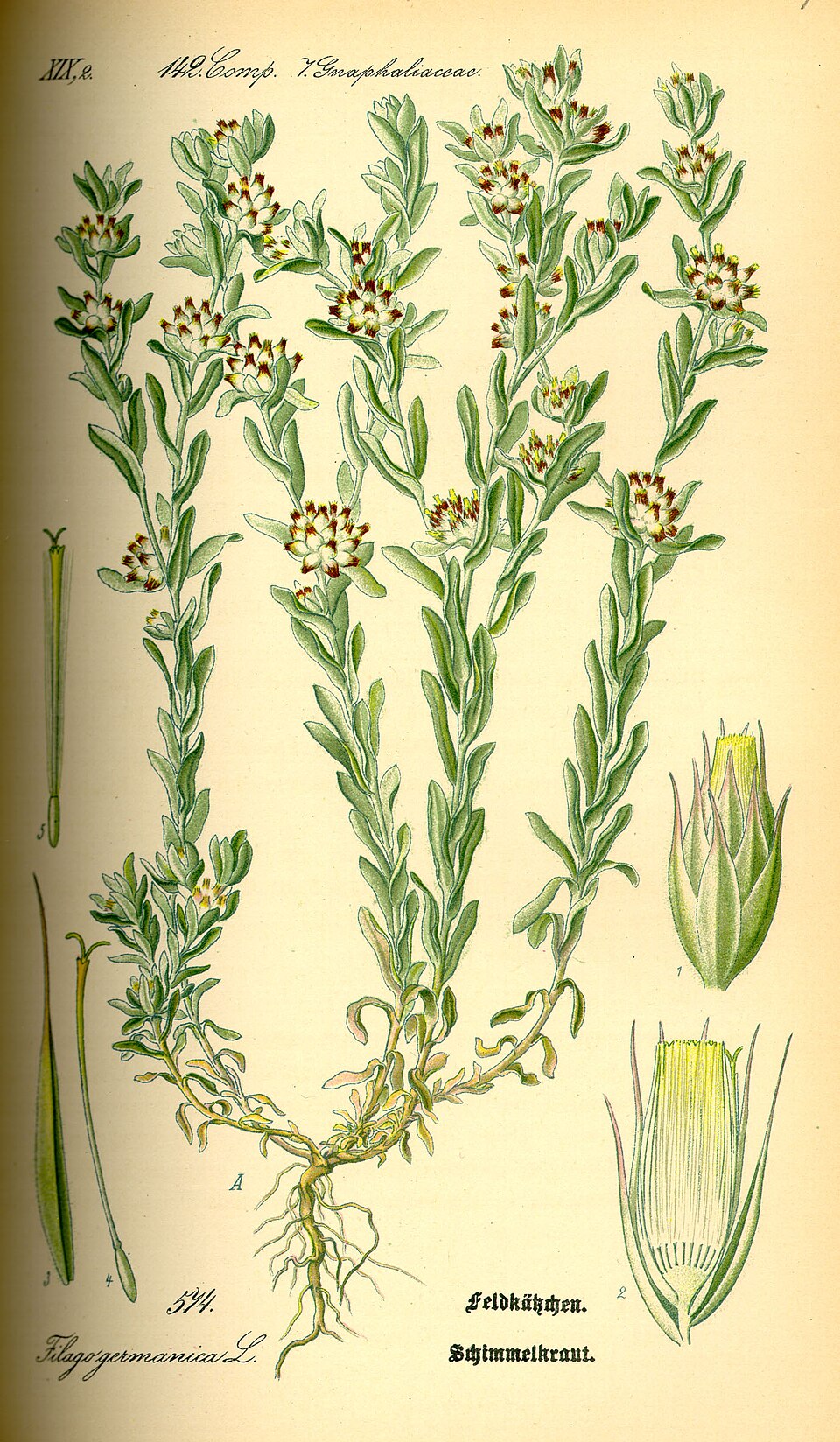 Filago lutescens