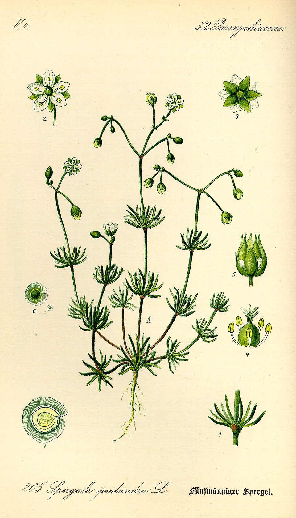 Spergula