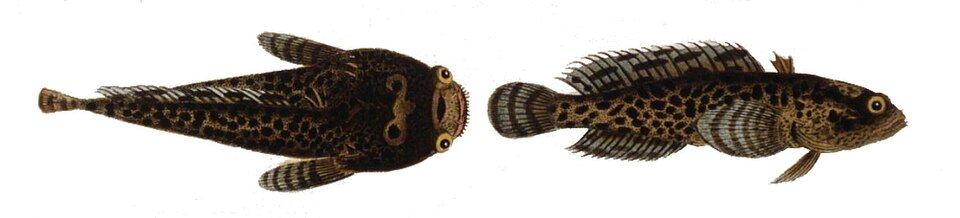 Opsanus