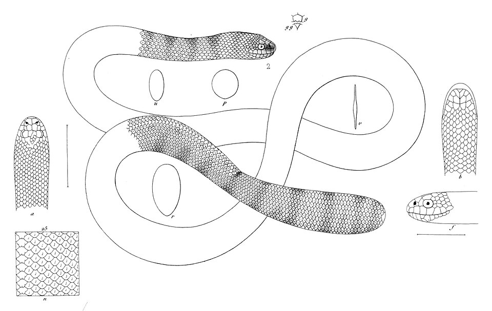 Hydrophis peronii