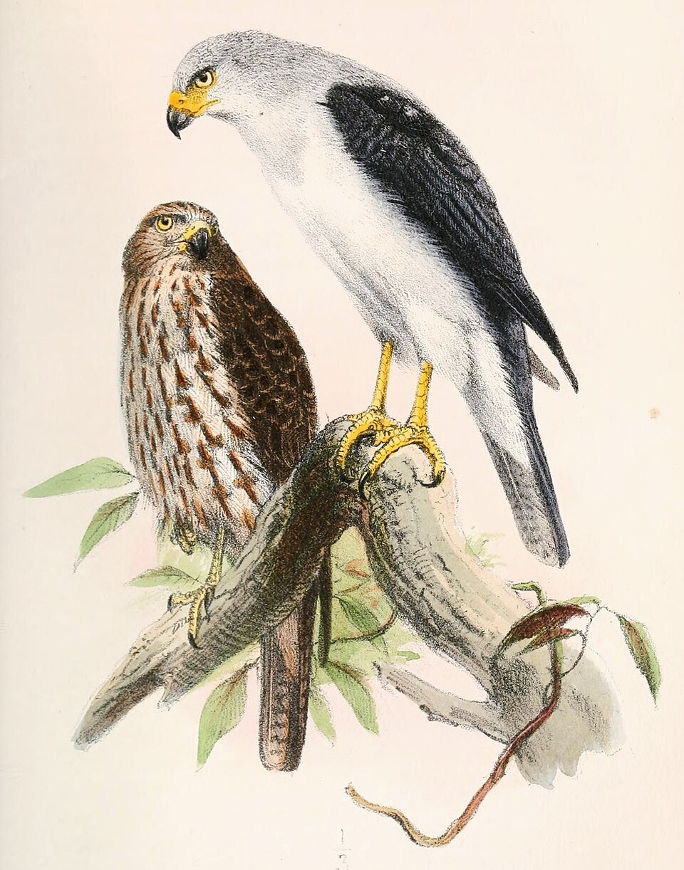 Accipiter poliocephalus