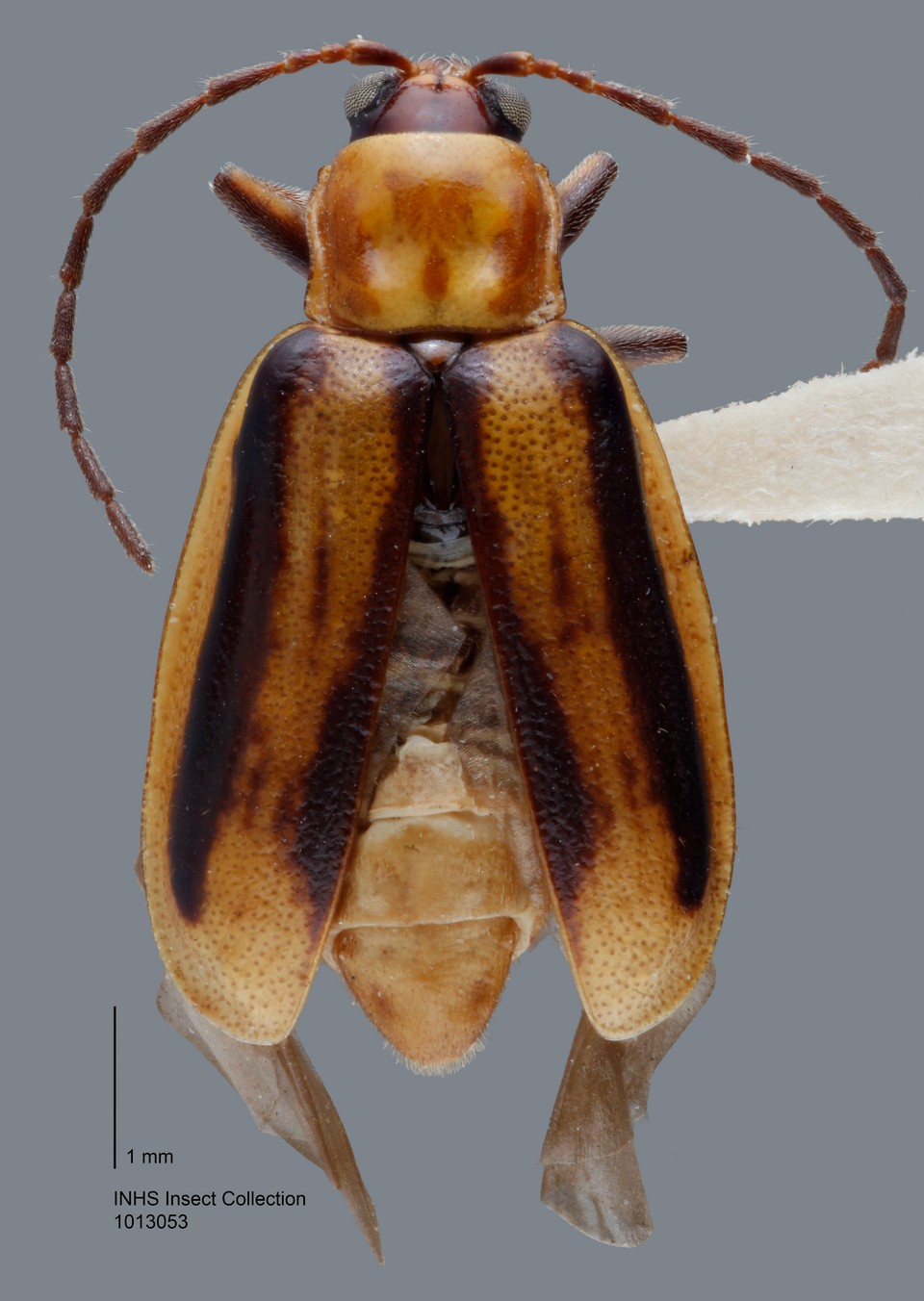 Diabrotica virgifera