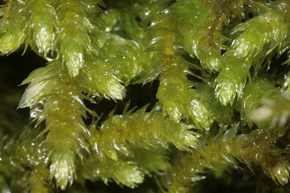 Eurhynchium striatum