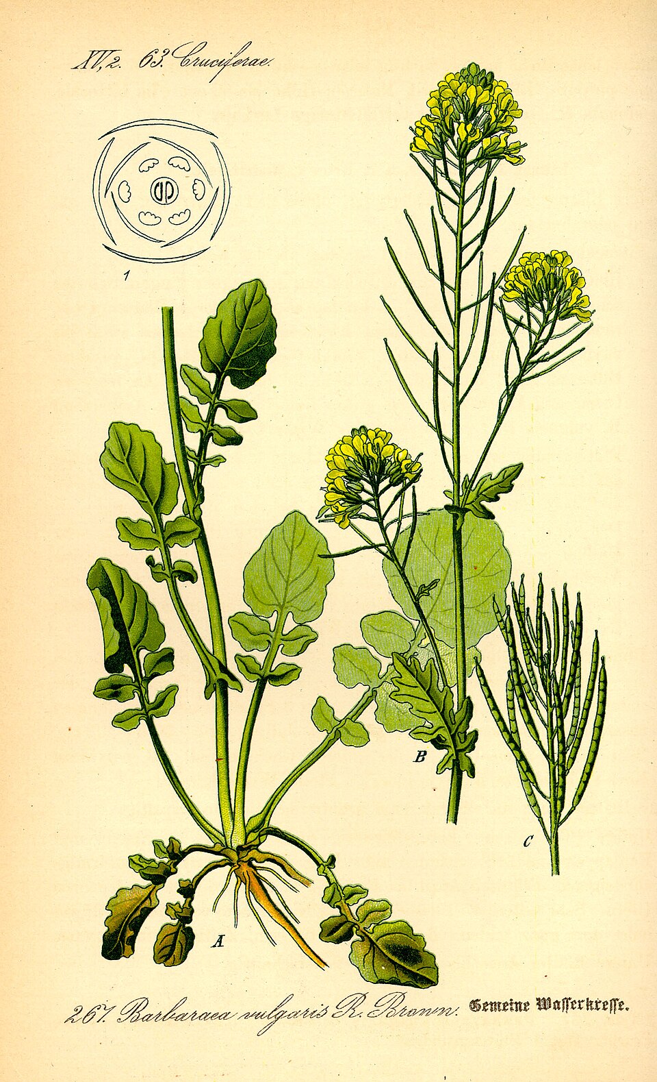 Barbarea