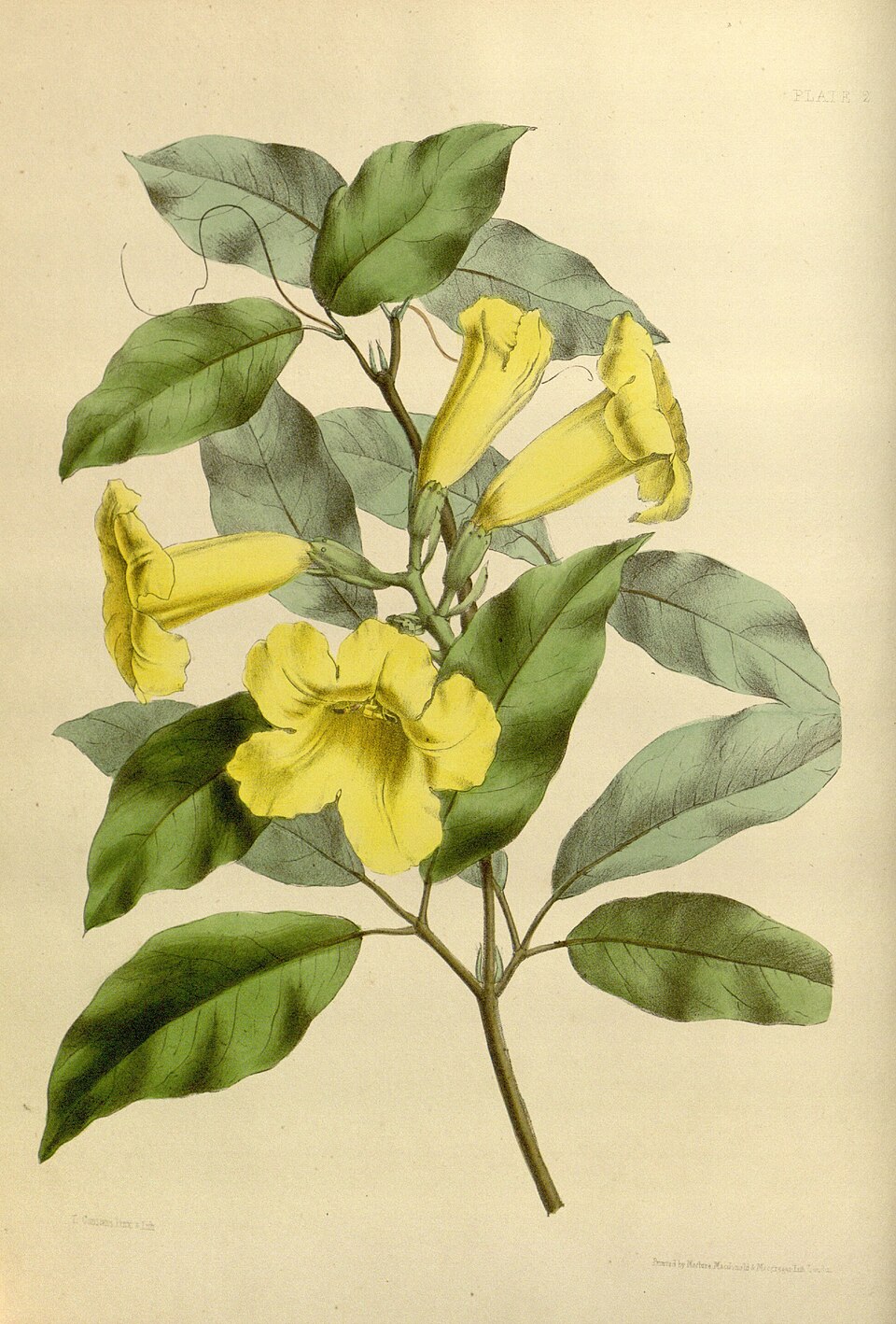Adenocalymna